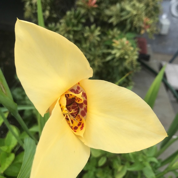 Meet your Posher, Adrienne - Picture 1 of 1